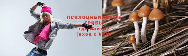 прущие грибы Новозыбков
