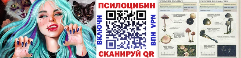 Псилоцибиновые грибы Psilocybe  цена наркотик  Кудымкар 